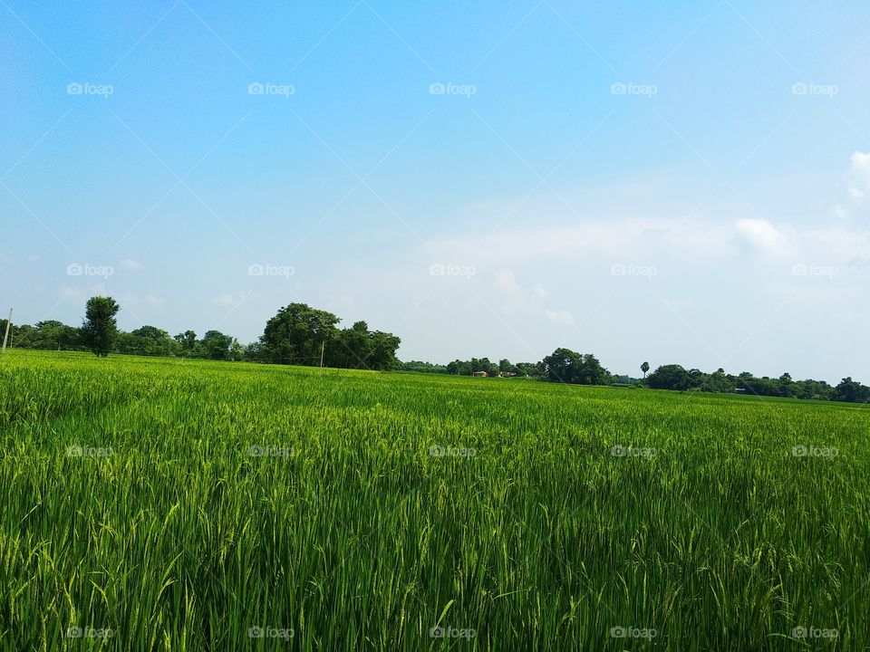 paddy crop in a field,paddy crop in indian village,landscape beauty with paddy crop,nature with crop and sky.