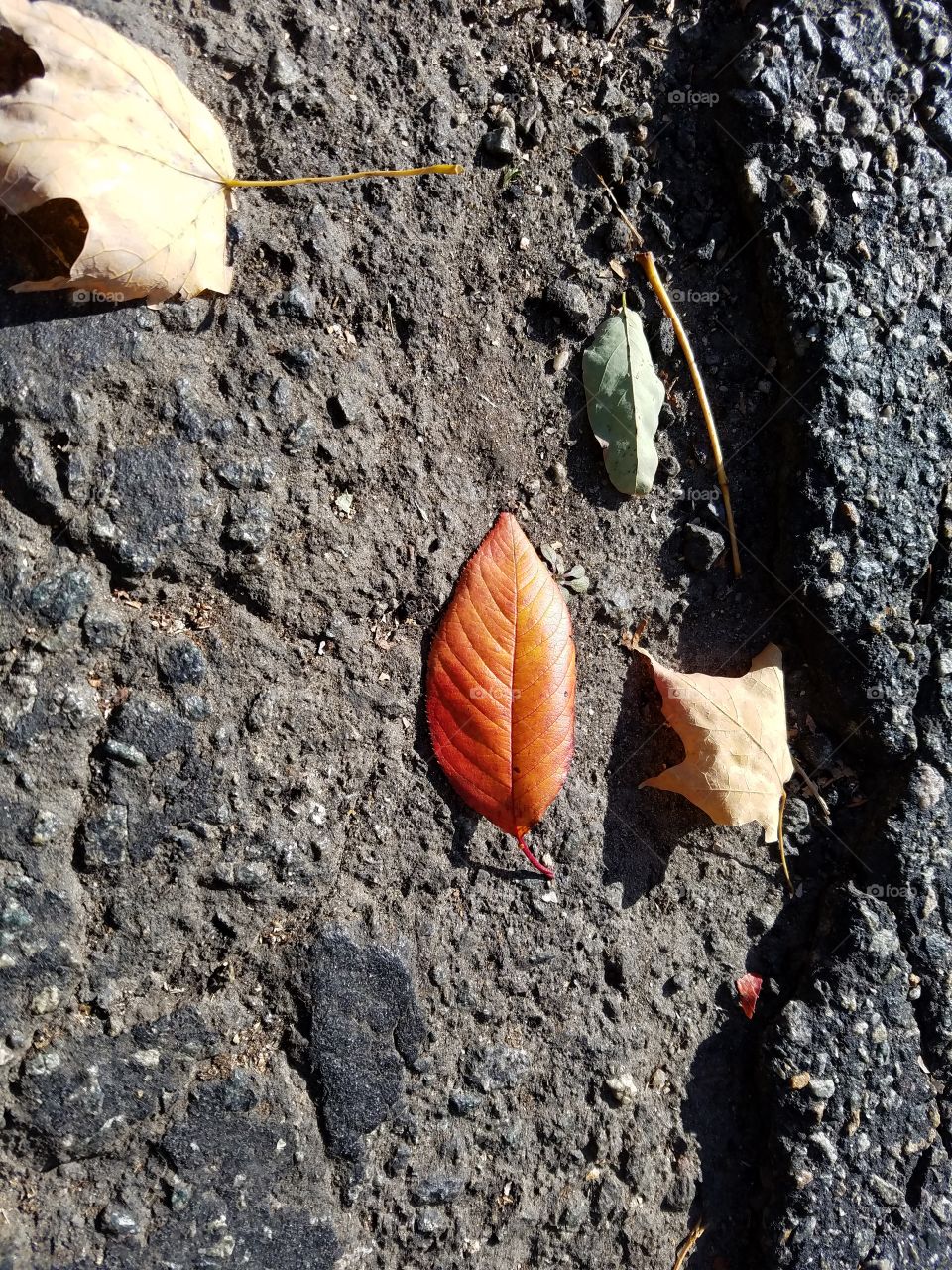 Fall leaves on the road