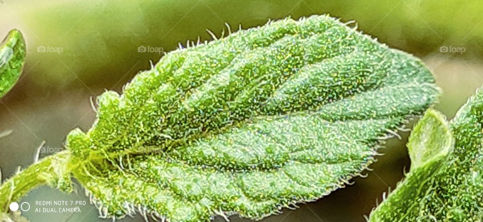 Green Leaf photosynthesis