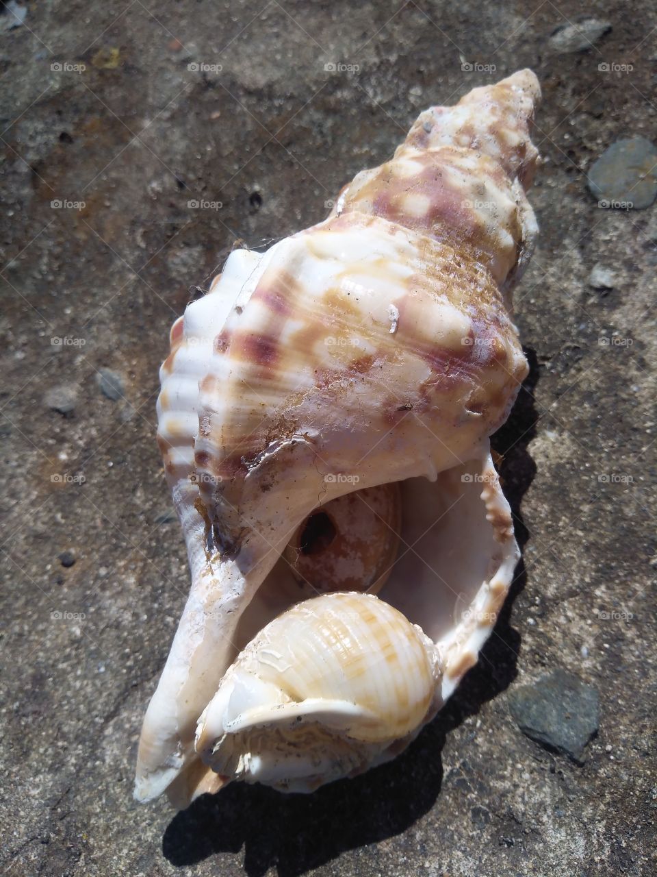 Sea Shells in sea Shells