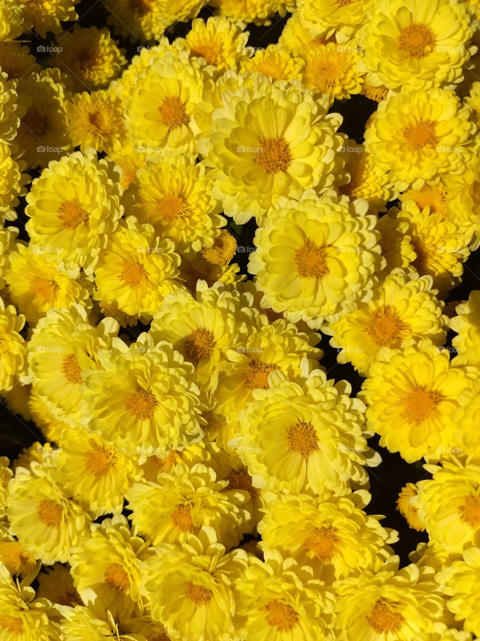 yellow flowers mums chrysanthemums