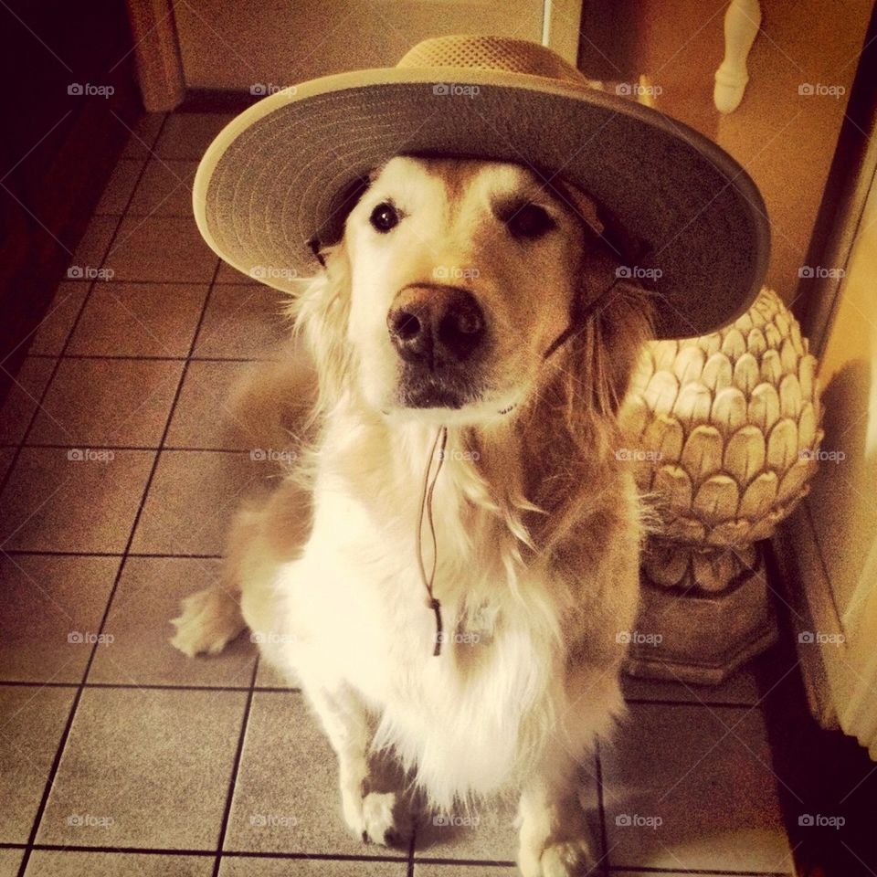 Dog in a hat