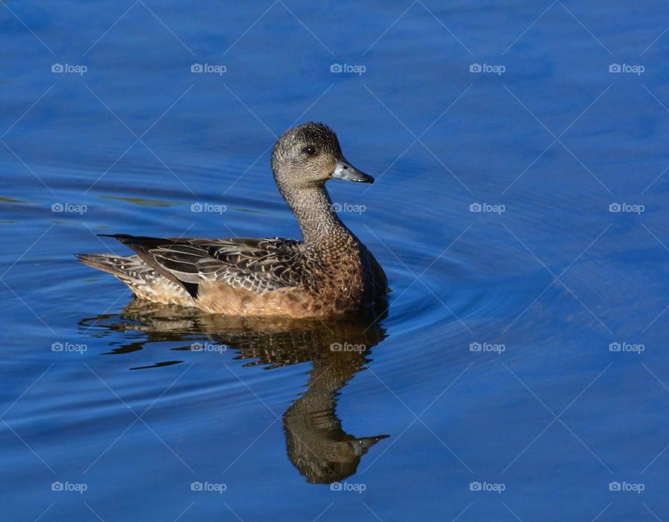 Bird, Duck, Waterfowl, Lake, Goose