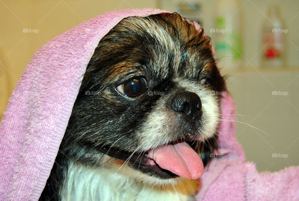 Pekingese dog getting a refreshing bath, towel on head