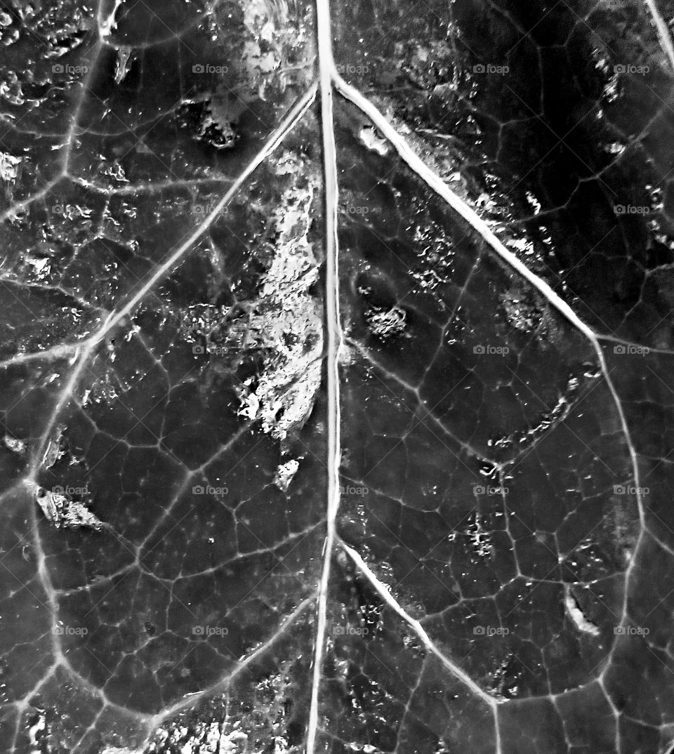 black and white heart-shaped veins of a leaf