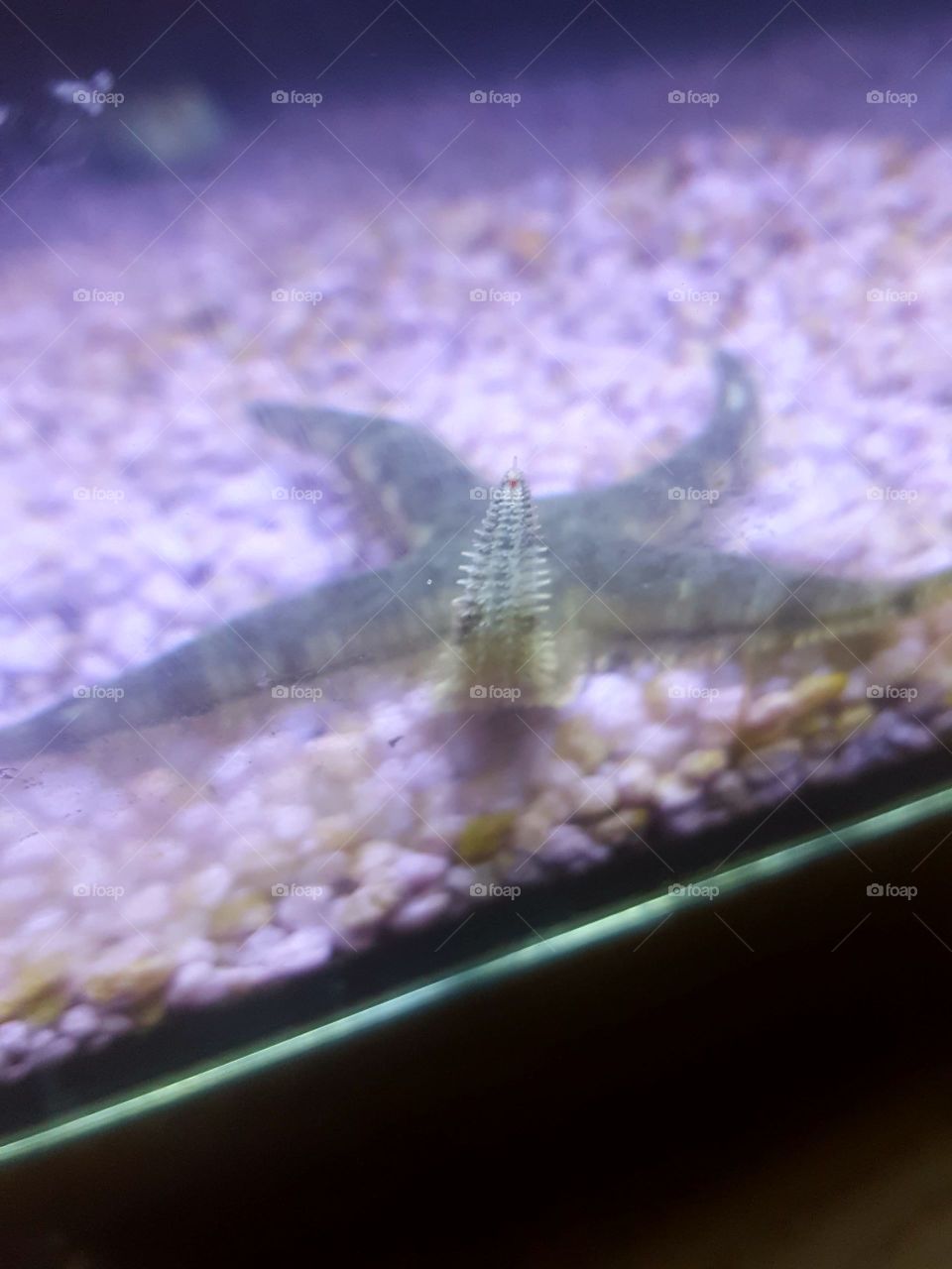 star fish spikes