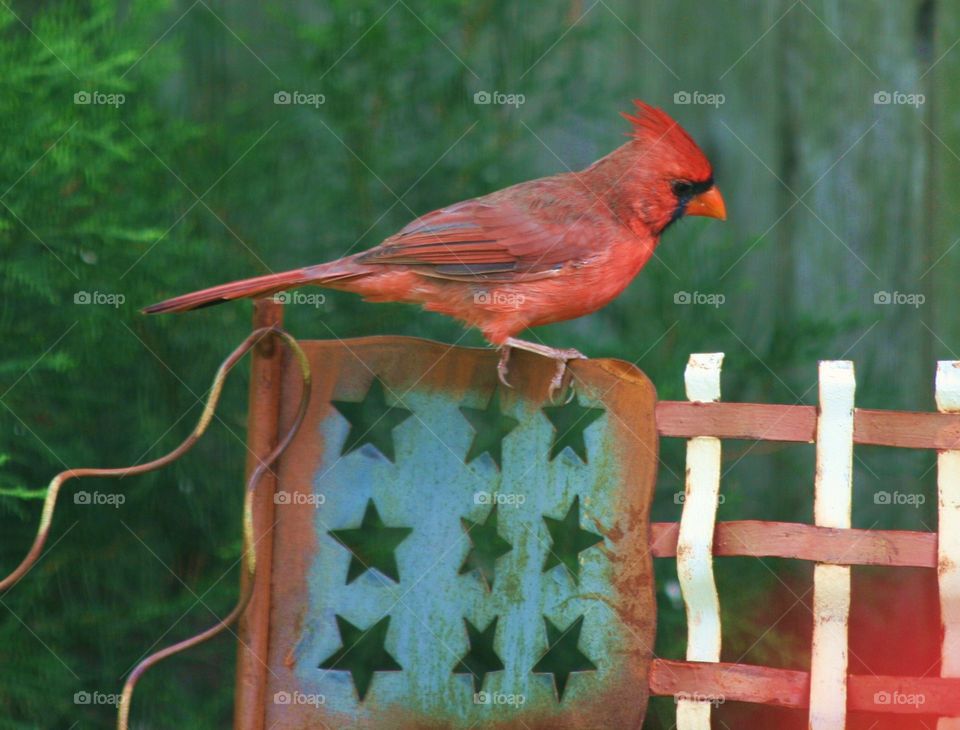Patriotic Northern Cardinal 