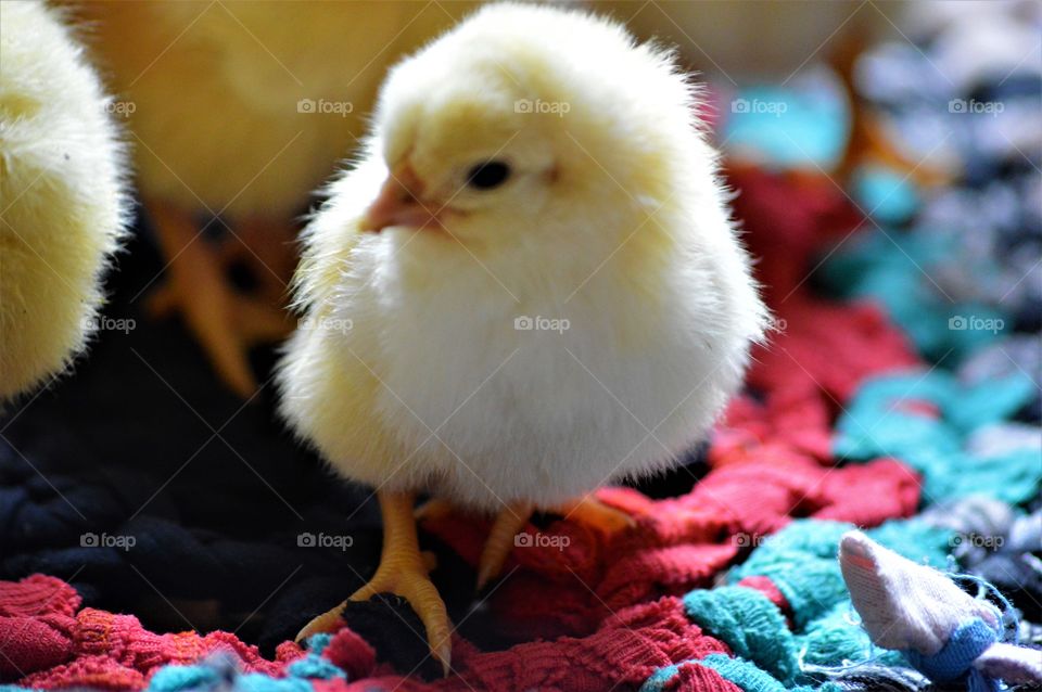 Close-up of baby chick