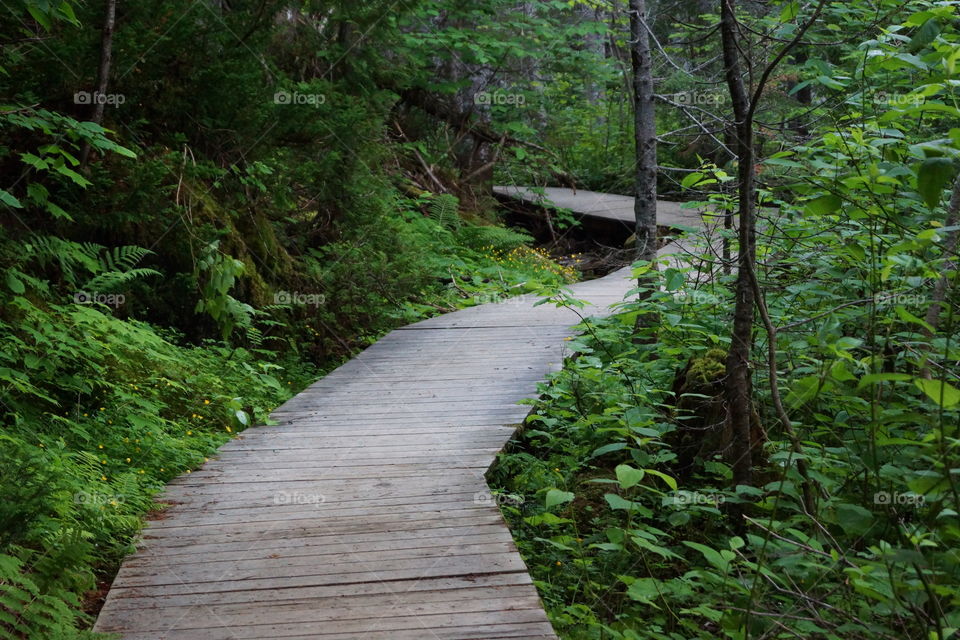 Chemin à travers la forêt du parc de Forillon (Québec, Canada)