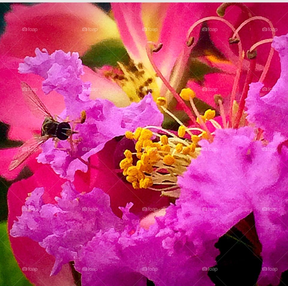 Cut flowers from my garden get some unwanted attention. 