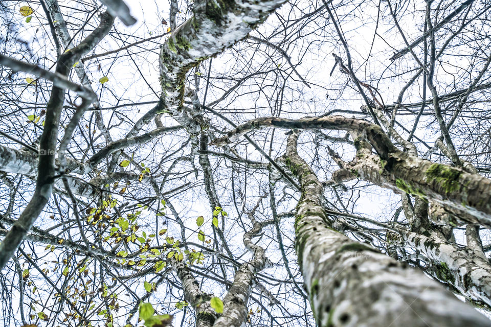 Tree Branches
