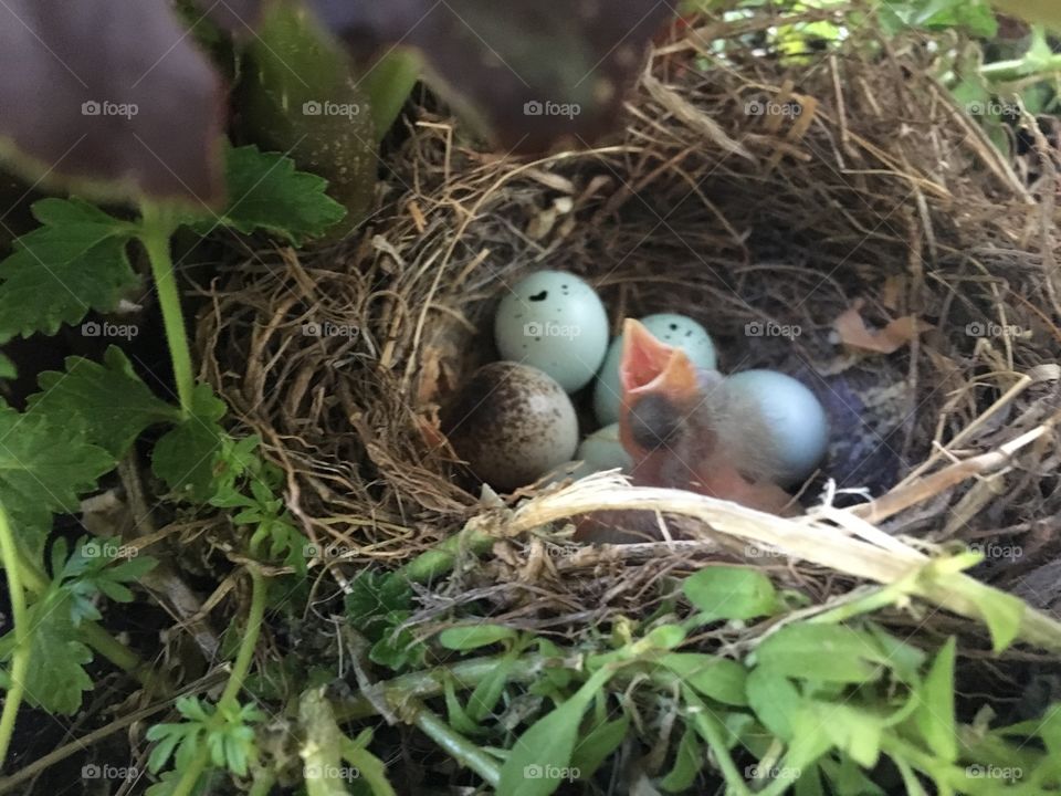 Baby robins born today.