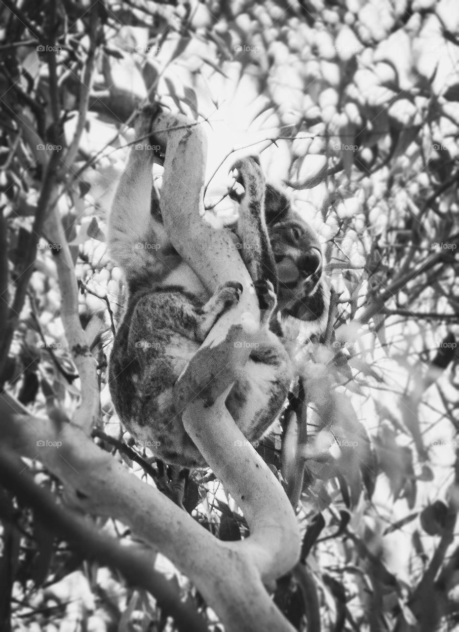 A wild koala hangs out in a gum tree on the north end of Stradbroke Island off the coast of Brisbane