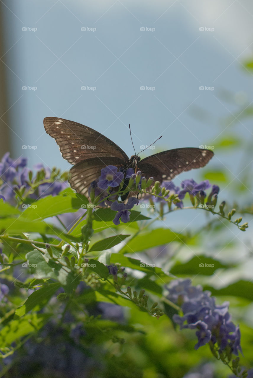 Butterfly Perched on a Flower