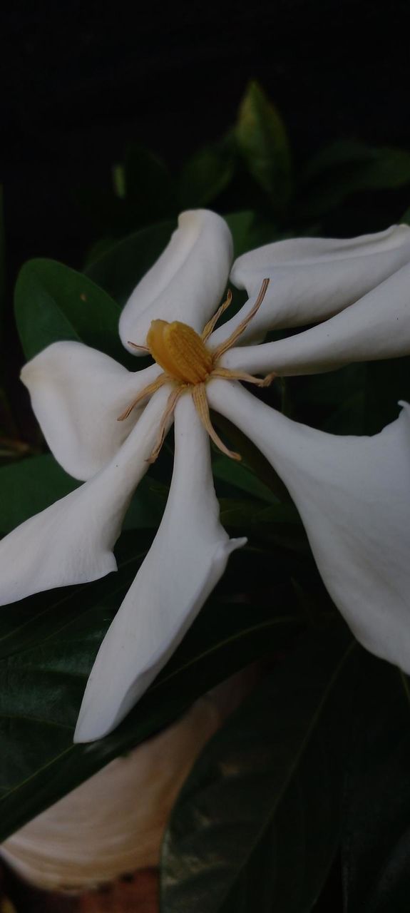 naturelove, white, flower, natural, green, beautiful, evening click, simple, cute
