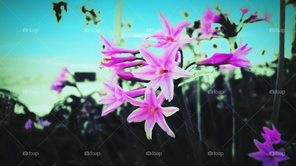 flowers