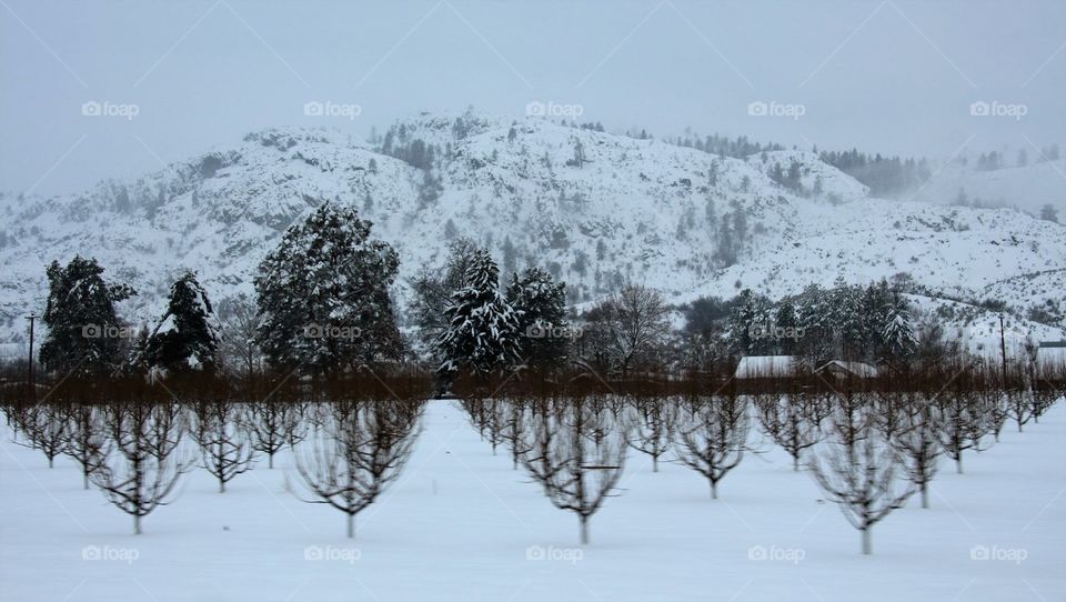 Orchard in winter