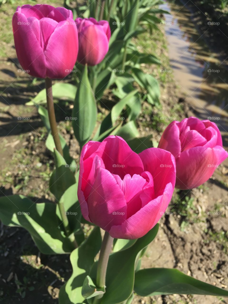 Tulips in bloom fuchsia hot pink purple