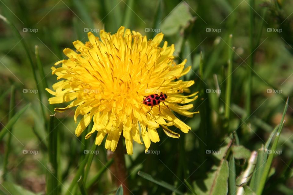Dandelion with lady bug
