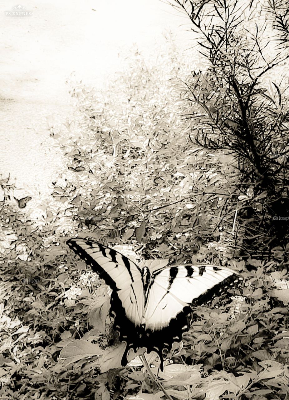 tiger striped swallow tail butterfly grabbing an afternoon snack provided by the Lantana