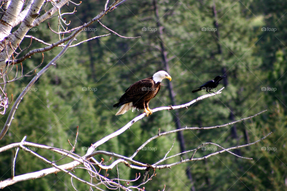 Two birds perching on bare tree