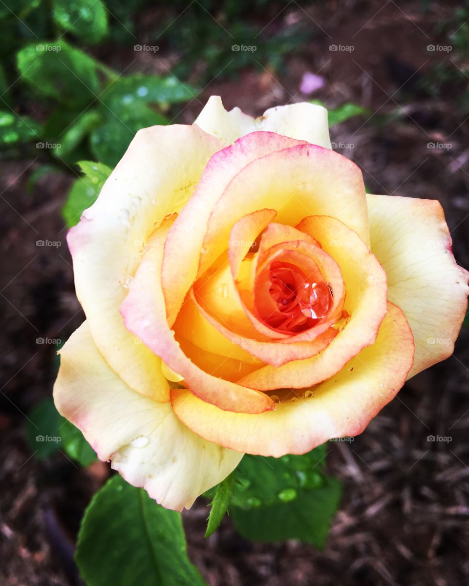 Chega de atividade física por hoje. Hora do alongamento final entre as #flores do #jardim - a fim de que o corpo, a mente e alma estejam bem relax!
Ótimo #Domingo para todos.
🌼
#flor #flowers #natureza #fotografia #paisagem #inspiração 