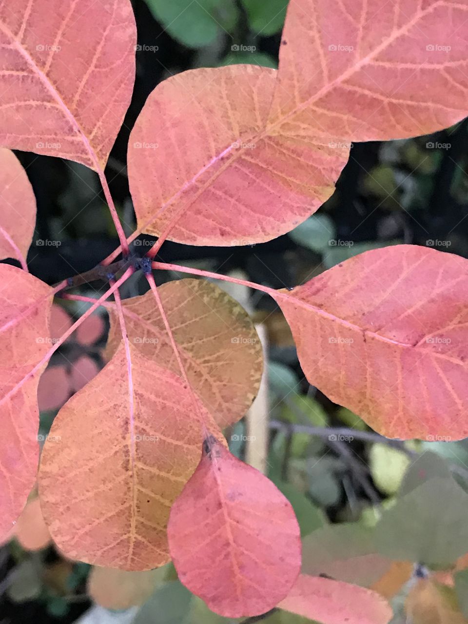 Pink leaves 