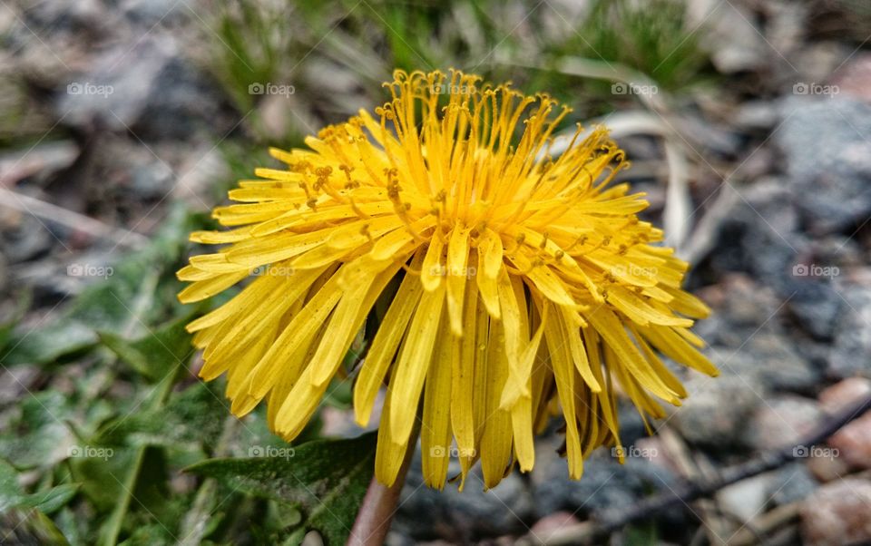 dandelion . dandelion 