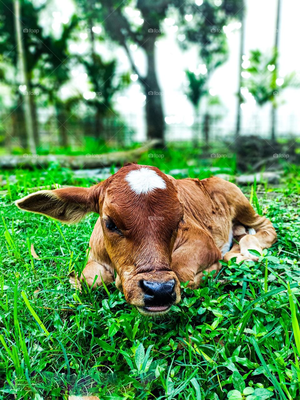 This calf is ours.  I took photos of this calf.  Calf survival is very beautiful.  There is a white spot on the forehead.  So the animal looks very beautiful.
