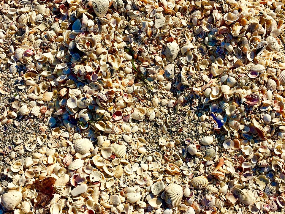 Seashells on Sanibel Island, Florida 
