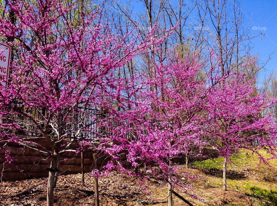 Redbud trees #2