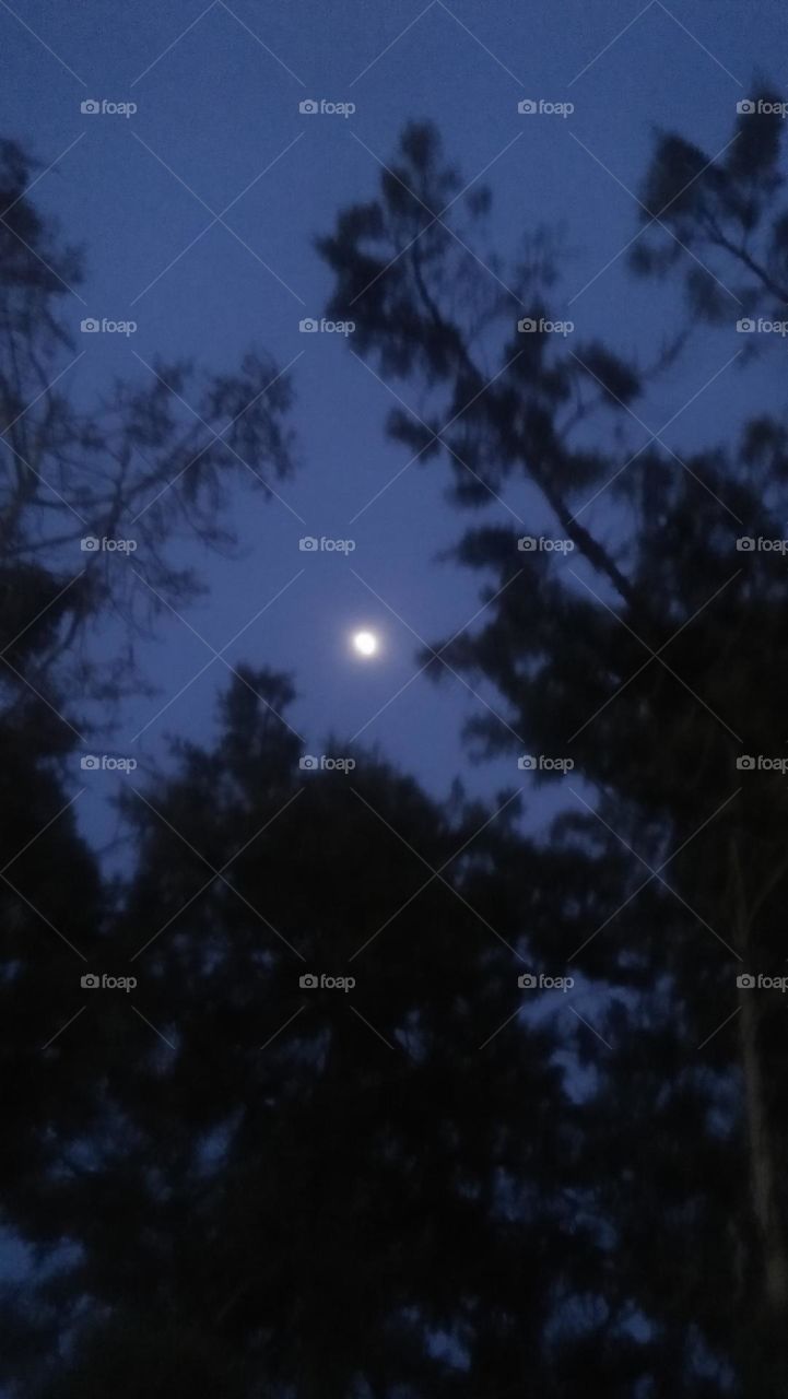 the moon between trees at night.
