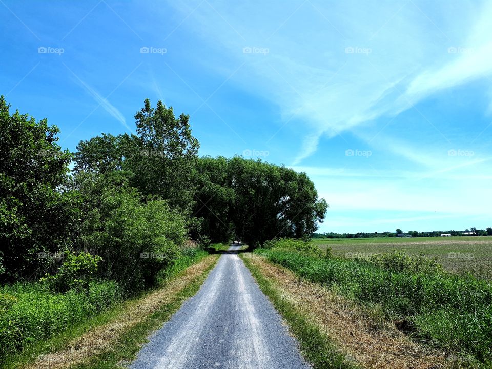 The trail