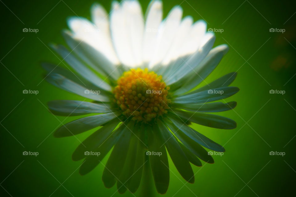 through the looking glass: photo of a daisy taken using a lumixg7, a macro lens and a glass ball