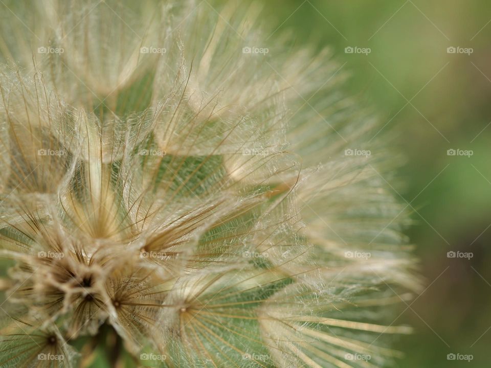 Seed head of meadow goat's-beard