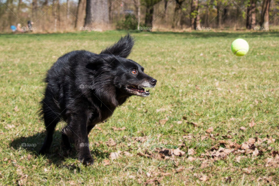 Dog playing with ball in grass