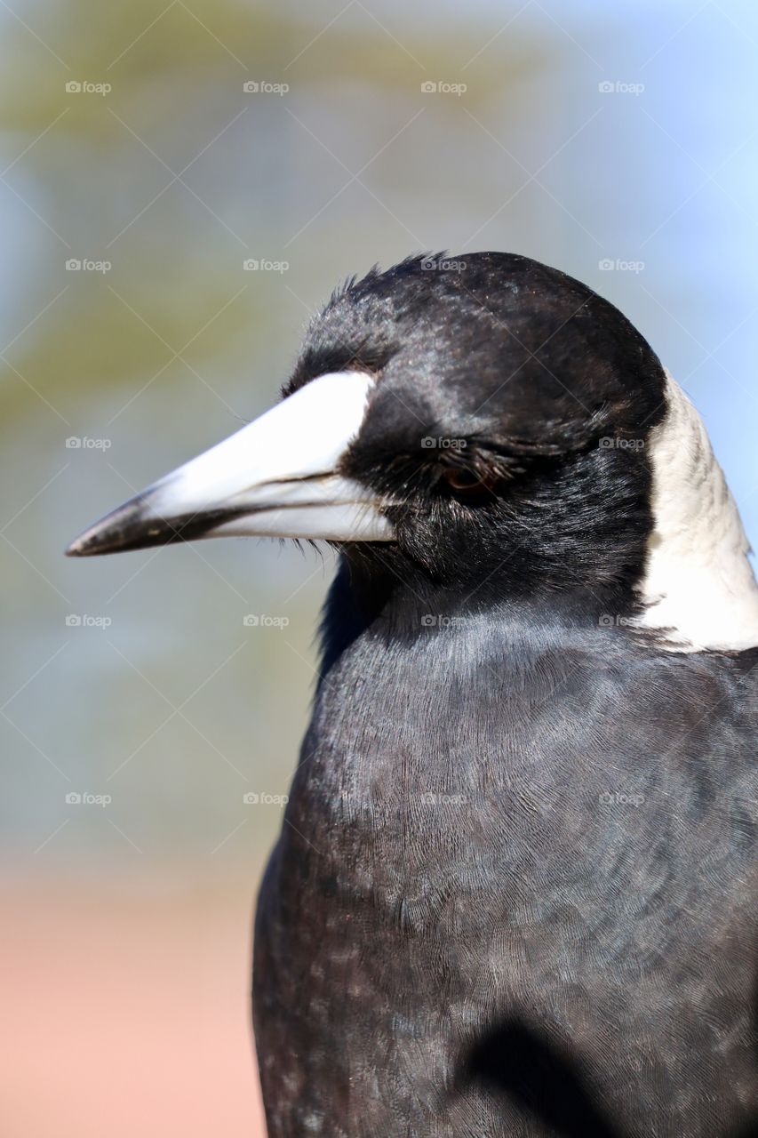 Profile side view head and breast wild magpie