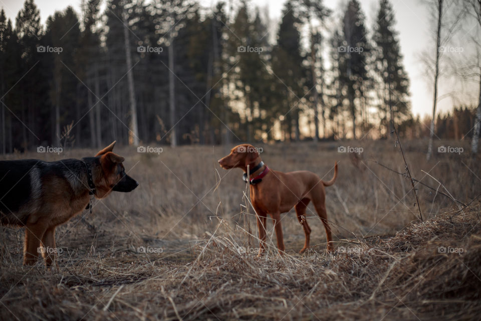 German shepherd young male dog playing with Hungarian vizsla dog outdoor at a spring evening