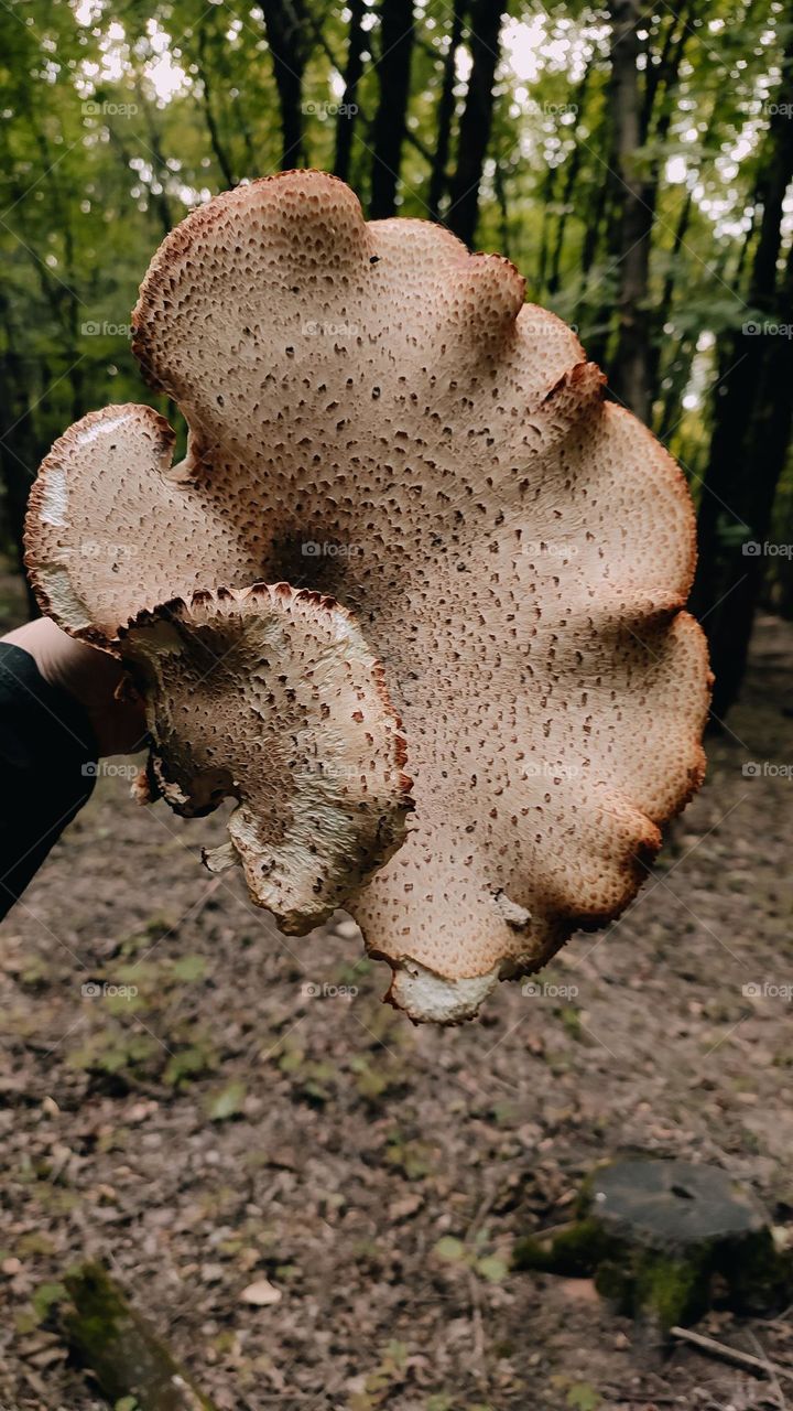 Giant wild mushrooms Dryad’s saddle, Pheasant’s back mushroom, scaly polypore, Polyporus squamosus, Cerioporus squamosus in hand