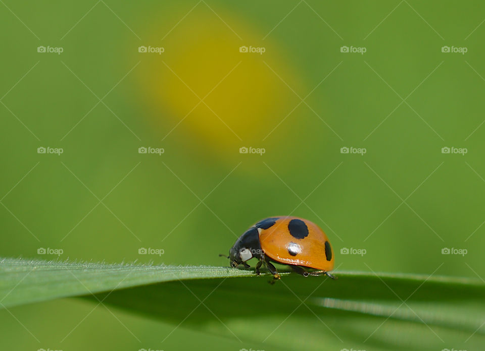 Summer, a sunny day, the grass is green, the Ladybug is running, bask in the sun, and take shelter in the grass, in the coolness of the shady grass.