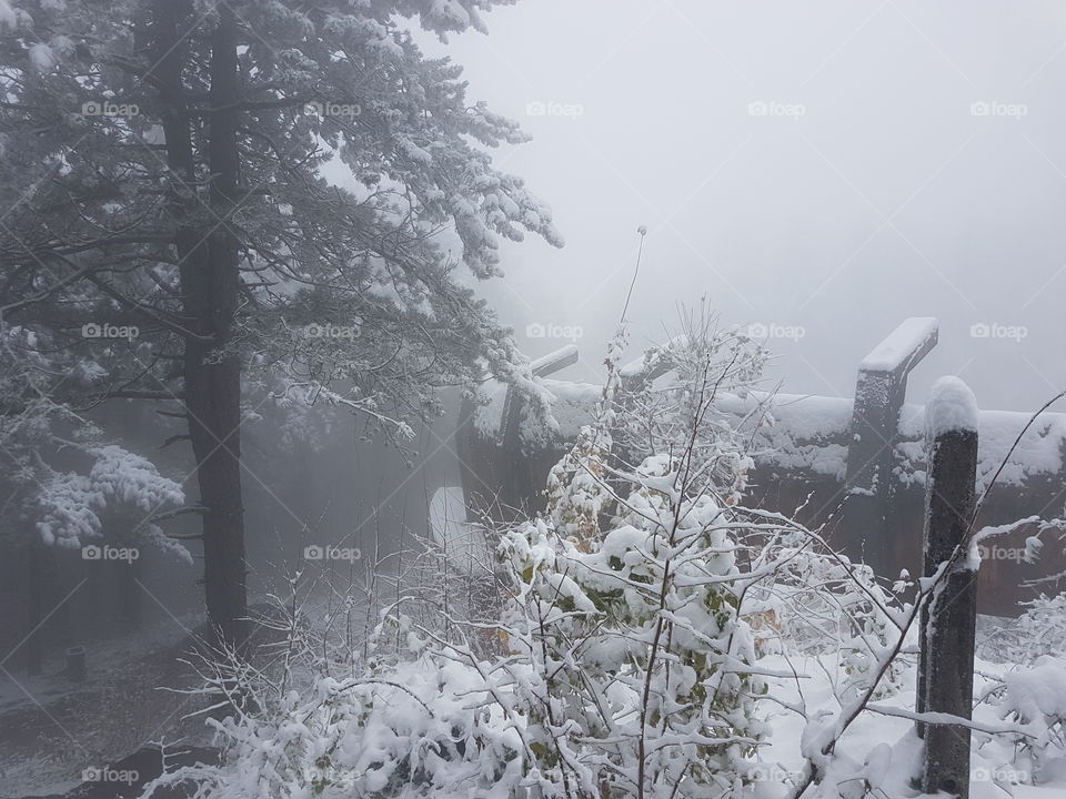 Snowfall in the forest 