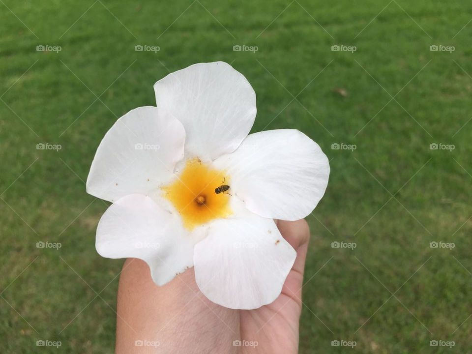 flor branca e abelha