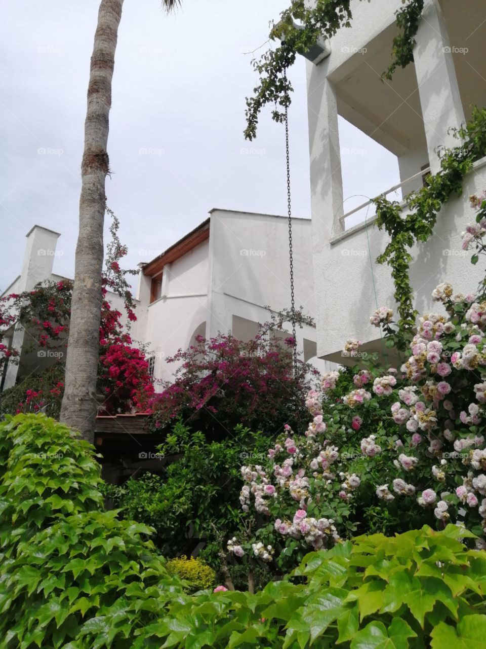 blooming garden with a palm tree on the background of the white building