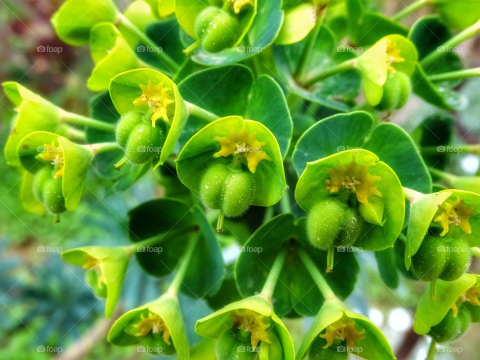 The beauty of the flowers