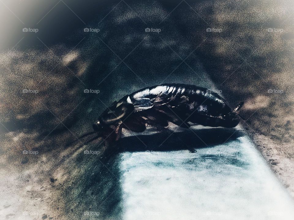 cockroach photo