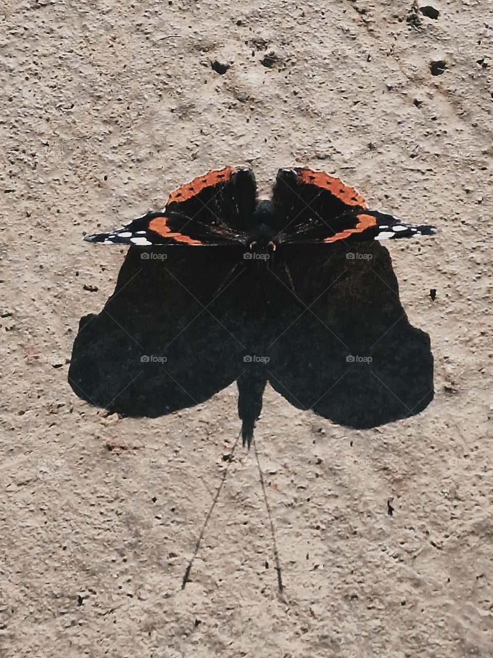 butterfly and its shadow