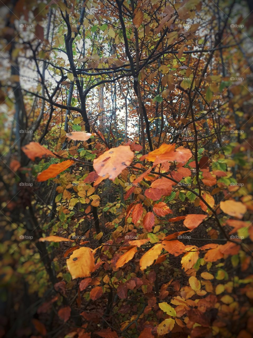 Autumn in Denmark 