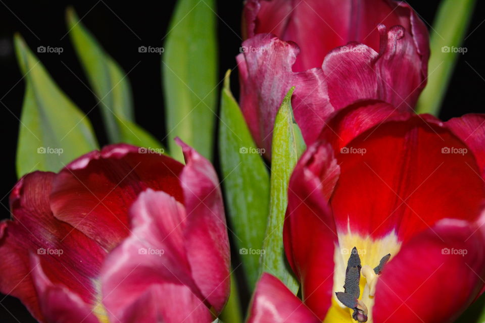 Tulip, Flower, Nature, No Person, Flora