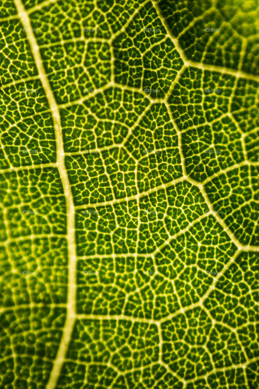 The structure of a green leaf of a tree close-up