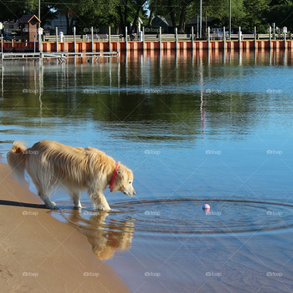 a retriever that doesn't like to swim but wants her ball